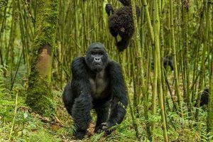 Minimum age requirement of 15 years for mountain gorilla trekking in Uganda