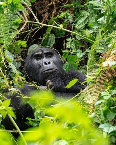 Uganda gorilla trekking permit booking from Entebbe to Bwindi Impenetrable National Park