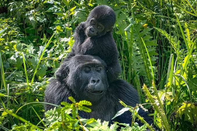 Online Uganda gorilla trekking permits and safari planning from Entebbe to Mgahinga and Bwindi
