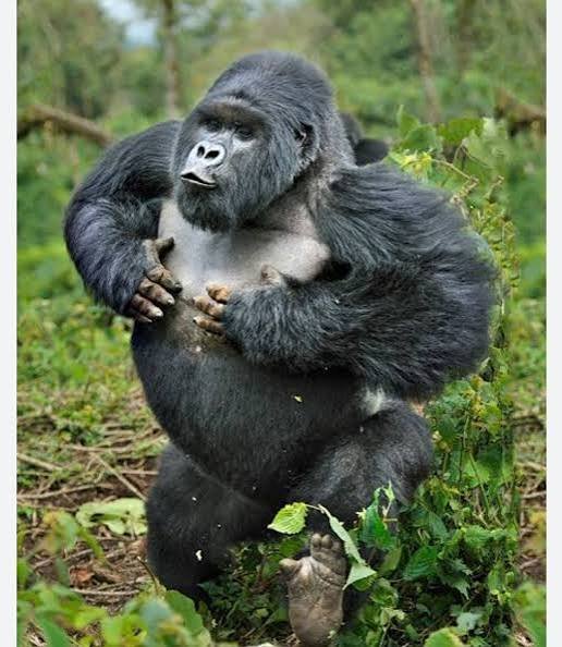 Book Uganda Gorilla Trekking Permits Online From Entebbe for mountain gorilla safaris in Bwindi