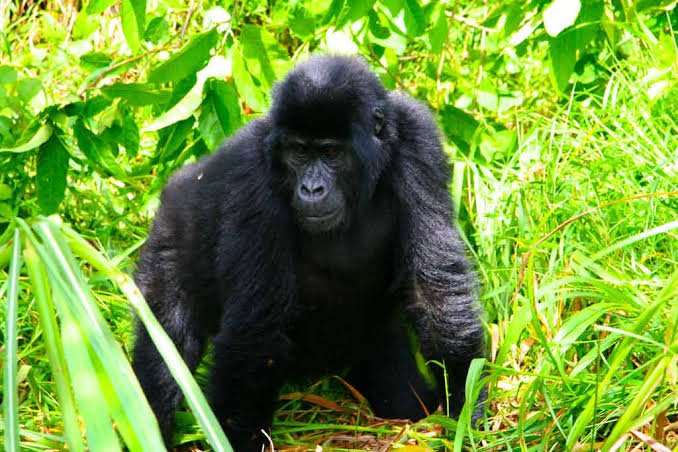 Book Uganda Gorilla Trekking Permits Online From Entebbe for guided mountain gorilla trekking in Bwindi Impenetrable National Park