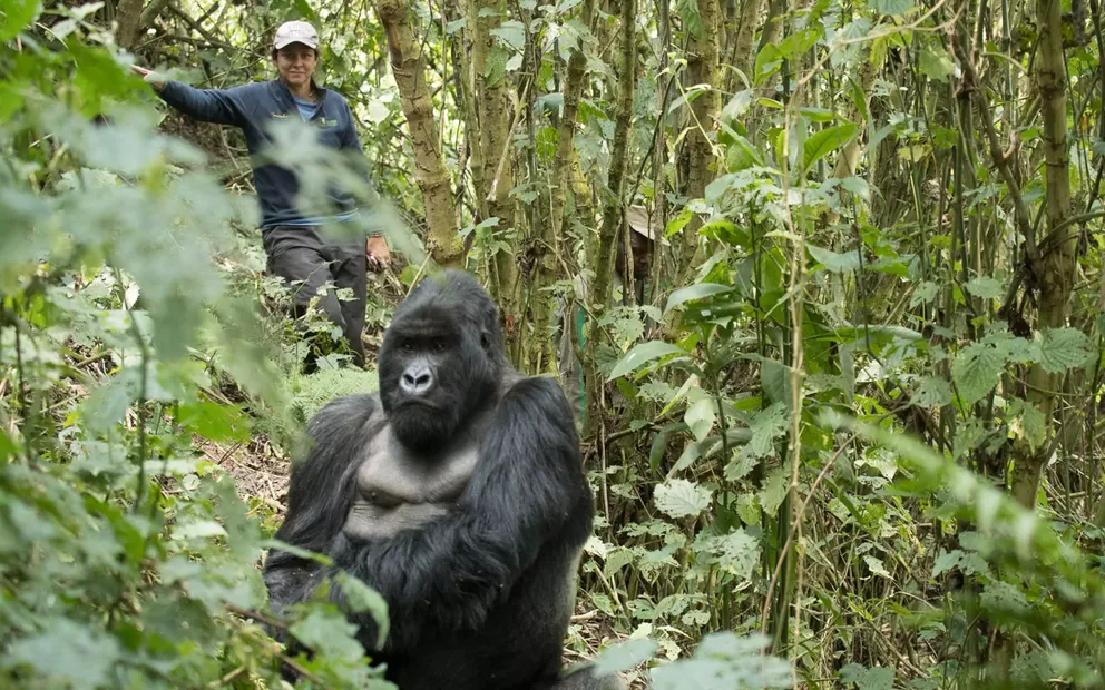 Gorilla Trekking Guide