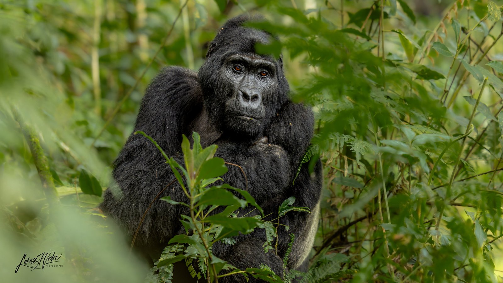 Bwindi Impenetrable National Park gorilla safaris and mountain gorilla trekking experiences in Uganda