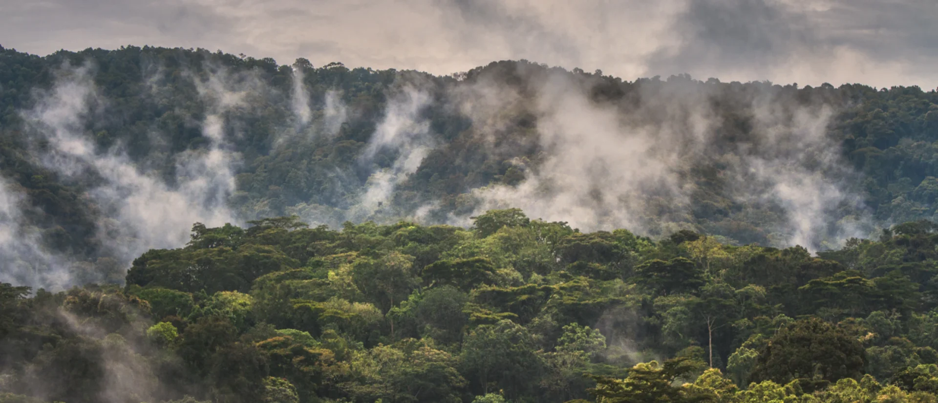 How Much Is a Gorilla Trekking Permit in Uganda? Bwindi forest and mountain gorilla safari destination