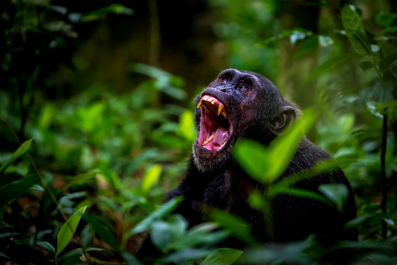 Chimpanzee trekking experience in Rwanda and primate watching adventures