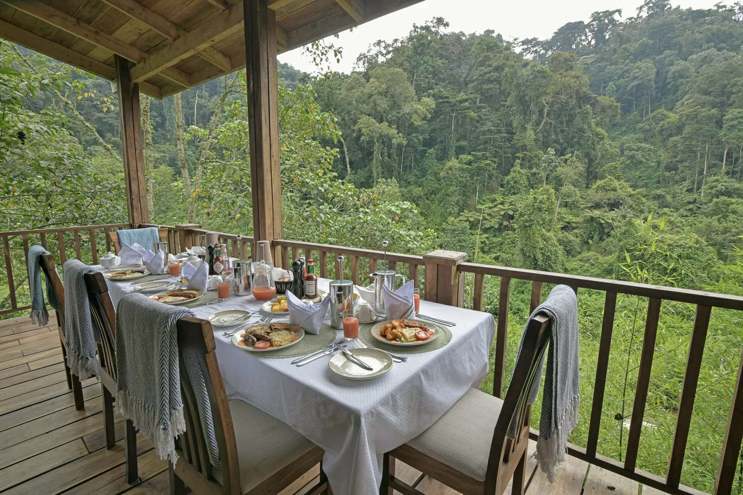How Much Is a Gorilla Trekking Permit in Uganda? Mountain gorillas feeding in their natural habitat