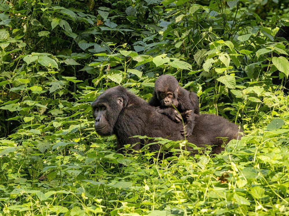 Gorilla habituation booking with Nextgen Safaris for Bwindi Impenetrable National Park in Uganda