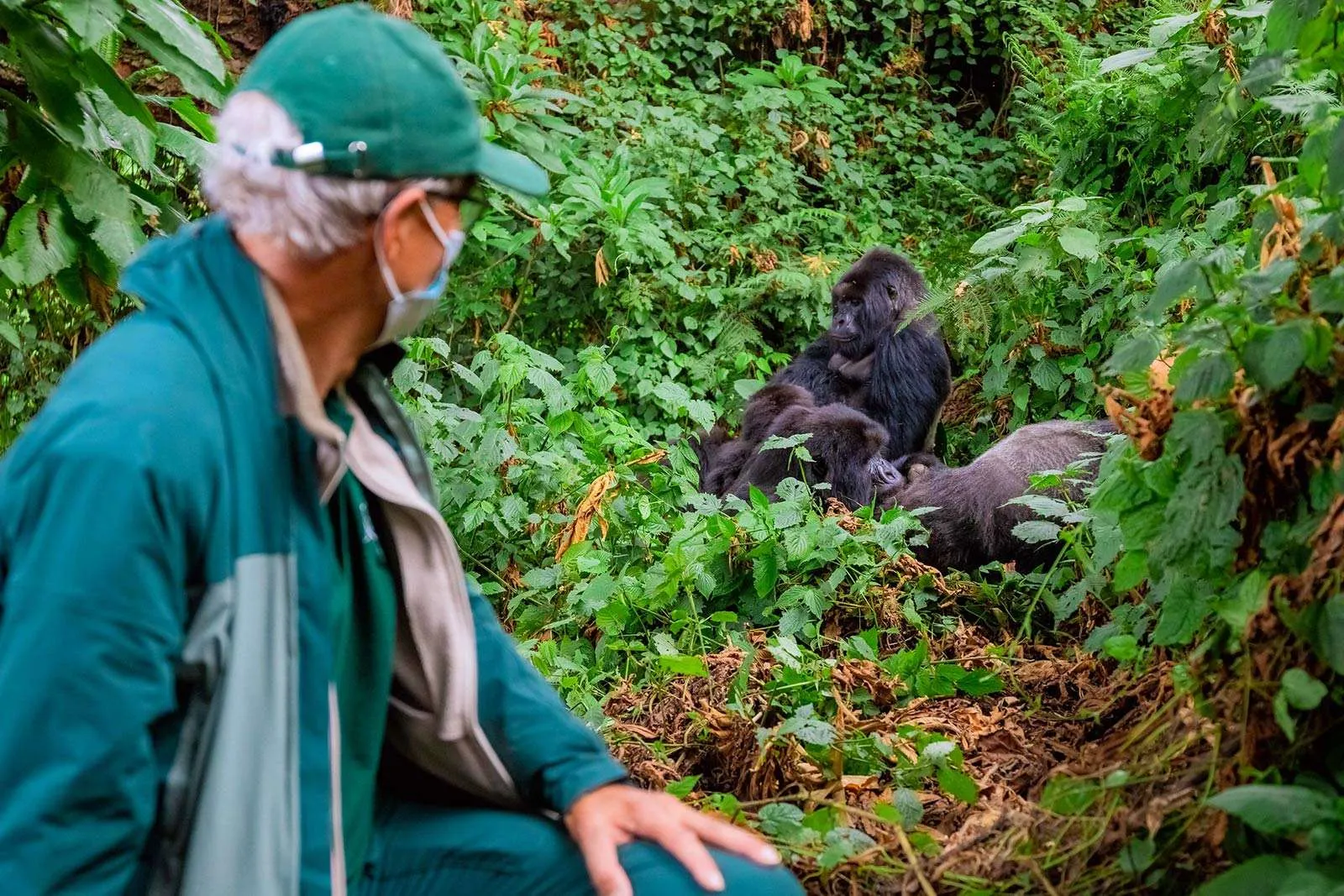 Gorilla habituation safari packages with Nextgen Safaris in Uganda