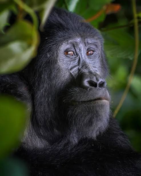 Book Uganda gorilla trekking permits online for Bwindi Impenetrable National Park