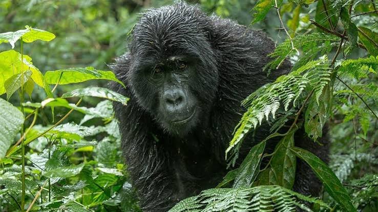 Uganda gorilla permit reservations and secure booking for mountain gorilla trekking safaris