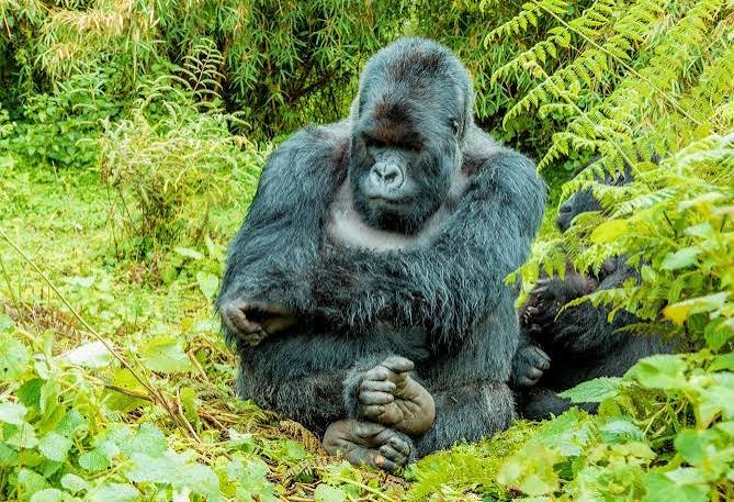Uganda gorilla permit booking for mountain gorilla trekking in Bwindi and Mgahinga National Parks