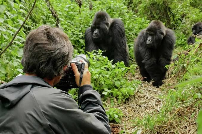Book Uganda gorilla trekking permits online for Bwindi and Mgahinga Gorilla National Parks