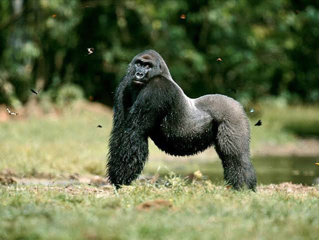 Gorilla photography during a mountain gorilla trekking safari in Uganda