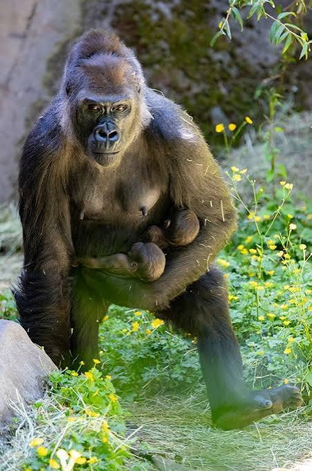 Mountain gorilla photography and wildlife viewing during a gorilla trekking safari