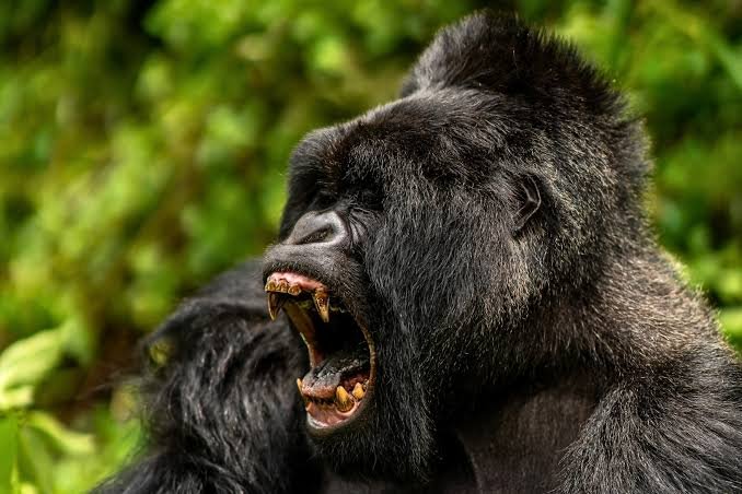 Gorilla trekking photography opportunities in Uganda's protected mountain gorilla habitats