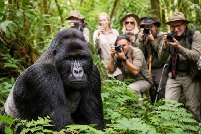 Gorilla photography during a mountain gorilla trekking experience in Uganda