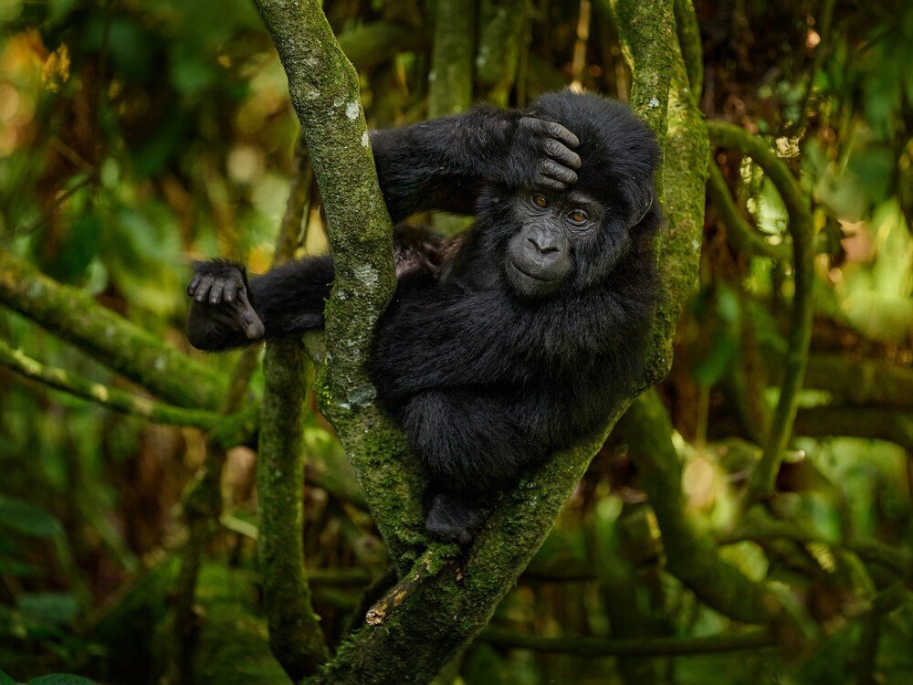 Gorilla juvinille in Rwanda