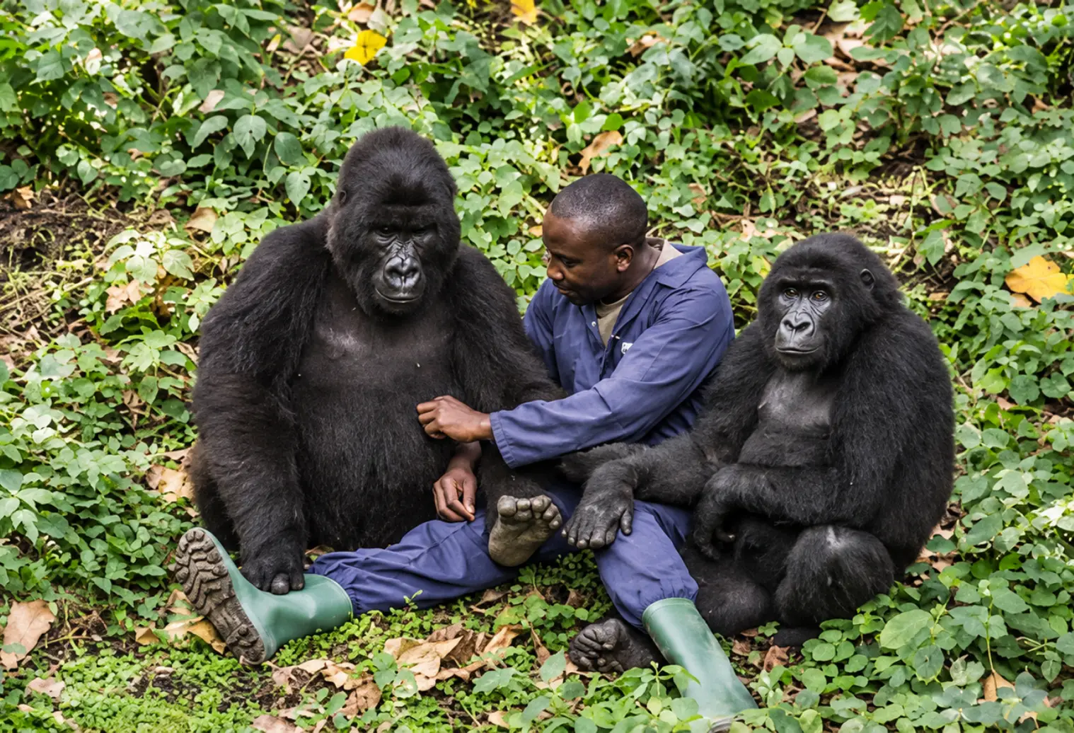 How Much Is a Gorilla Trekking Permit in Uganda? Gorilla habituation permits and experiences
