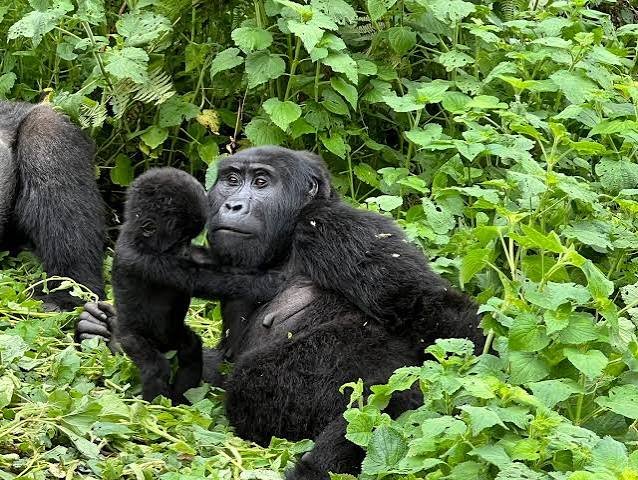 How Uganda gorilla permits support mountain gorilla conservation and responsible wildlife tourism