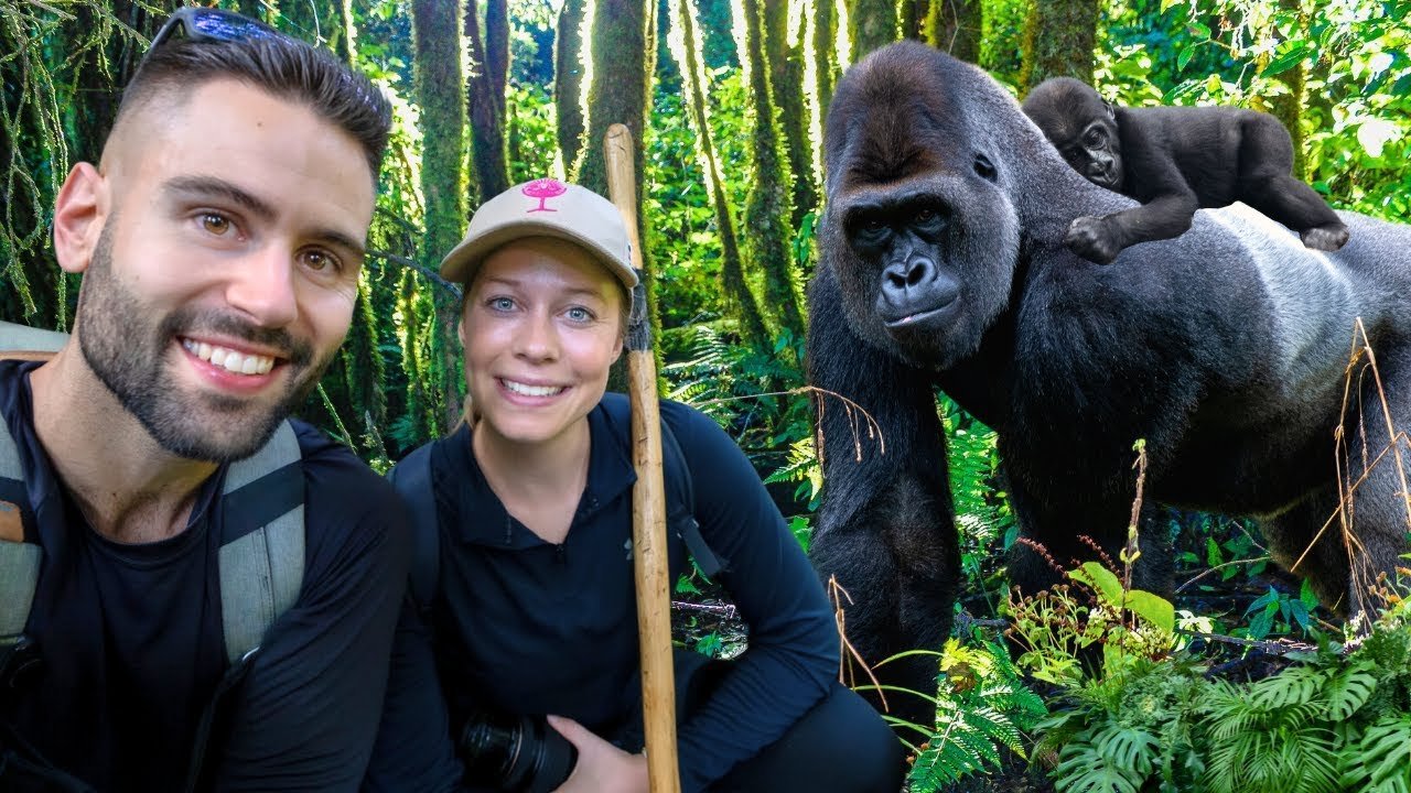 Luxury gorilla safari experiences in Africa and mountain gorilla trekking adventures