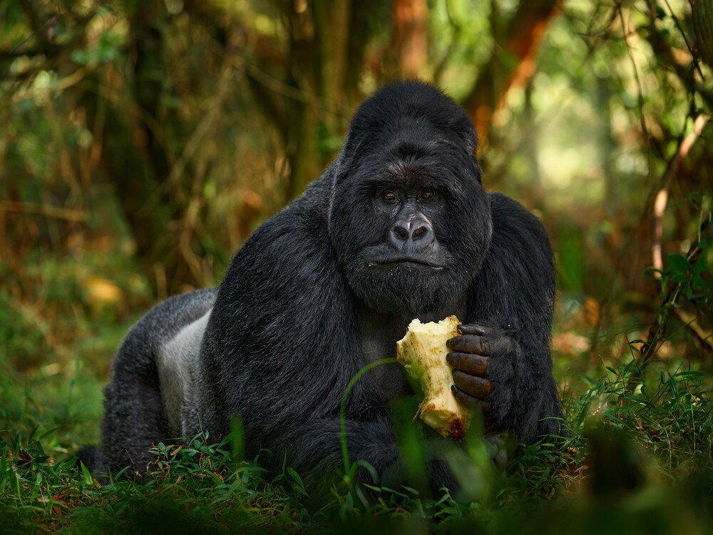 Short gorilla trekking tours and mountain gorilla safari experiences in East Africa