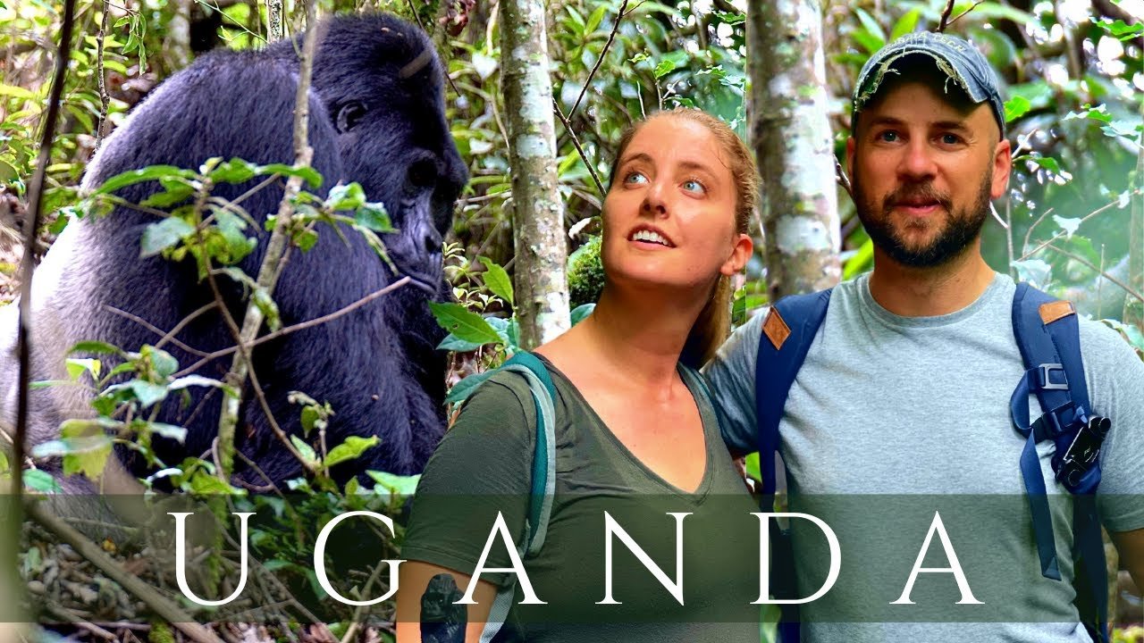 Short Uganda gorilla safari from Kigali to Bwindi for mountain gorilla trekking