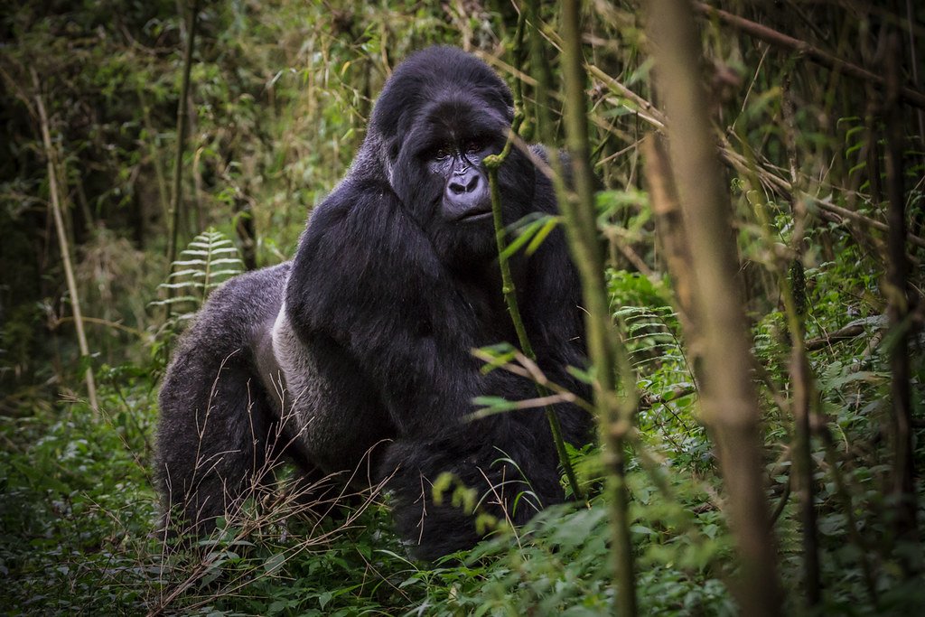 Uganda gorilla habituation experience guide for Bwindi Impenetrable National Park