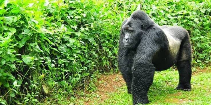 Uganda gorilla permit prices in Bwindi Impenetrable National Park for mountain gorilla trekking