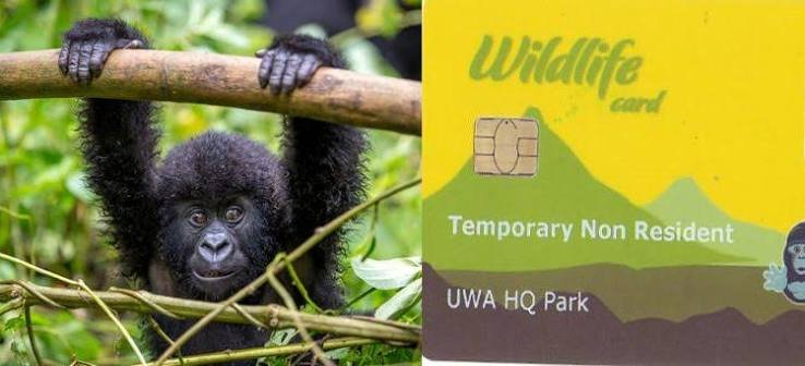 Uganda gorilla permit booking information and responsible mountain gorilla trekking regulations
