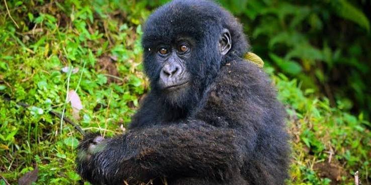 Uganda gorilla permit booking information for mountain gorilla trekking experiences in Uganda