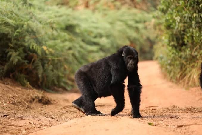 Book Uganda Gorilla Trekking Permits Online for Bwindi and Mgahinga Gorilla National Parks