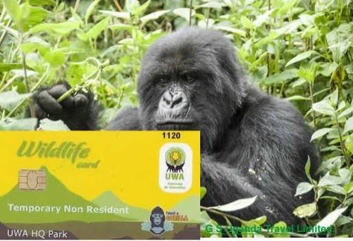 Uganda gorilla trekking permits and visitor requirements for mountain gorilla safaris