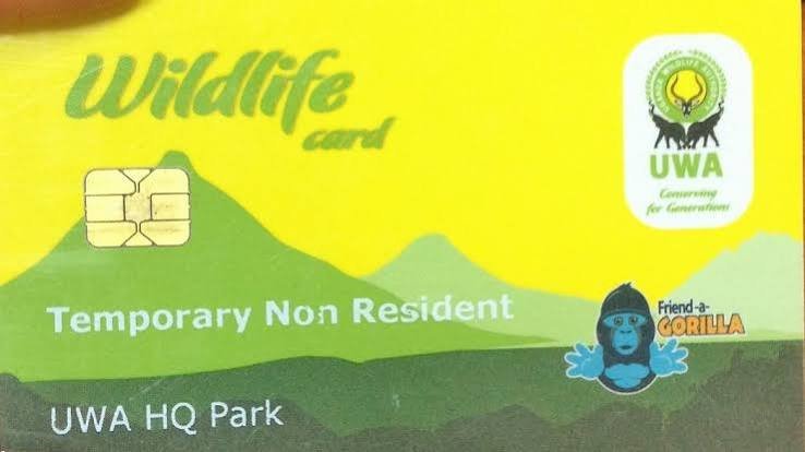 How Much Is a Gorilla Trekking Permit in Uganda? Uganda gorilla permit price information