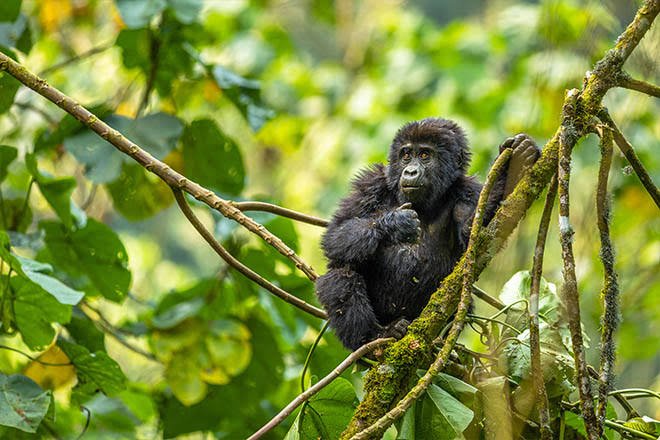 Uganda gorilla trekking permits for mountain gorilla experiences in Bwindi and Mgahinga