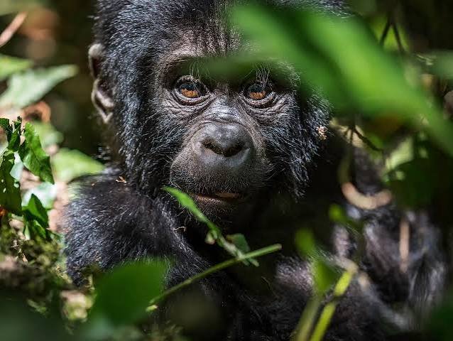 Uganda Gorillas and mountain gorilla trekking experiences in Bwindi Impenetrable National Park and Mgahinga Gorilla National Park