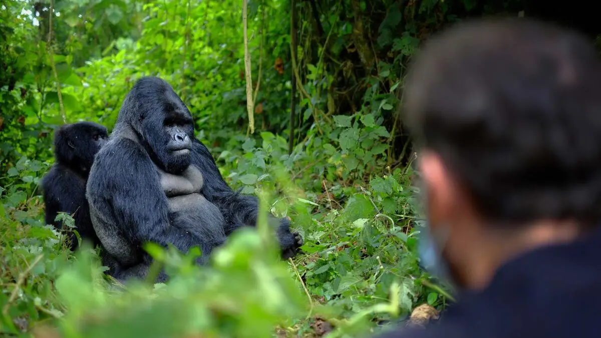 Ultimate Gorilla Habituation Experience Guide in Uganda for Bwindi forest adventures