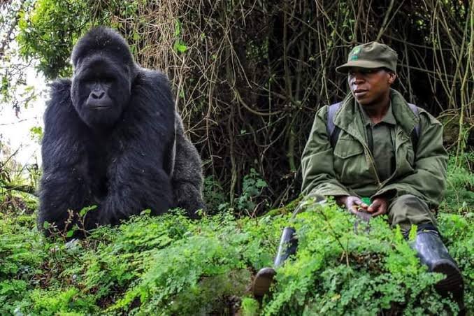 African travelers enjoying a mountain gorilla trekking safari in Uganda's Bwindi Impenetrable National Park