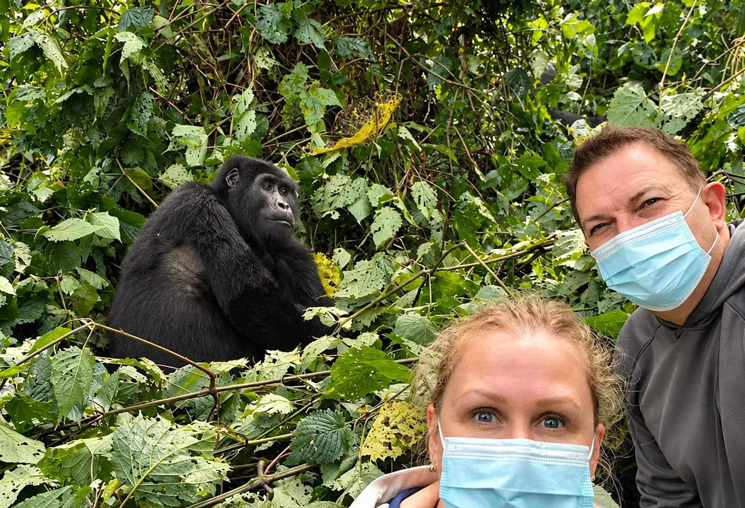 How Much Is a Gorilla Trekking Permit in Uganda? Gorilla permit safari planning