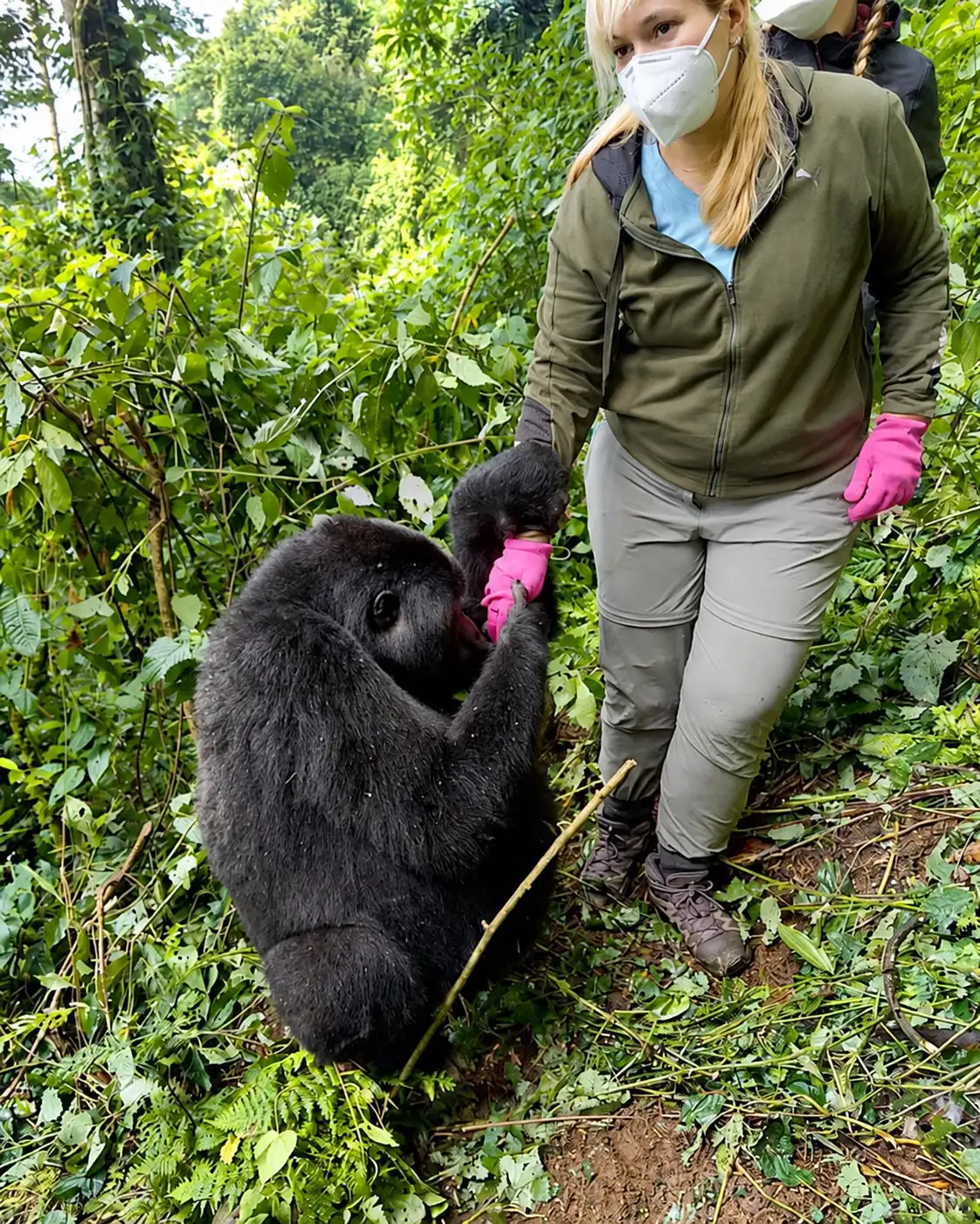 Your Gorilla Habituation Experience Starts Here