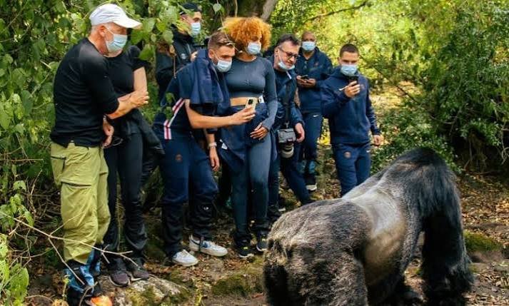 Mountain gorilla trekking experience in Uganda's Bwindi Impenetrable National Park