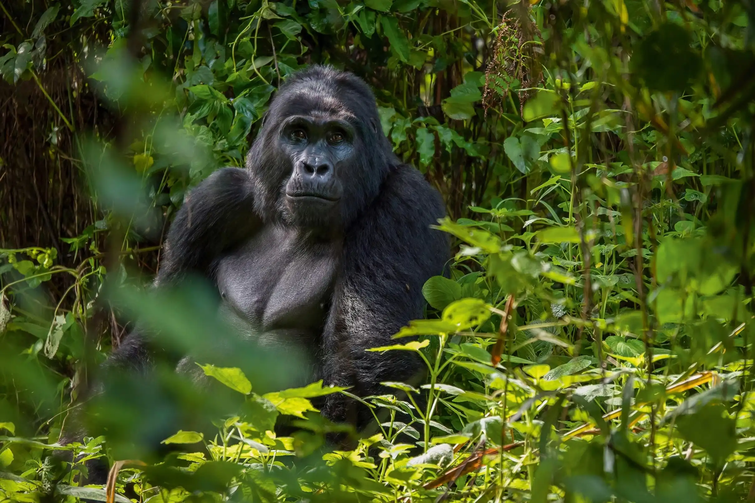 How Much Is a Gorilla Trekking Permit in Uganda? Uganda gorilla permit prices and planning